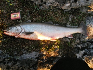 Nieri� (Rautu) 2,37 kg